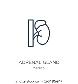 Adrenal Gland Icon. Thin Linear Adrenal Gland Outline Icon Isolated On White Background From Medical Collection. Line Vector Sign, Symbol For Web And Mobile