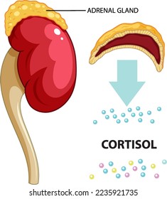 Adrenal gland produce cortisol vector illustration