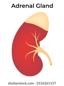 Adrenal Gland Science Design Vector Illustration Diagram