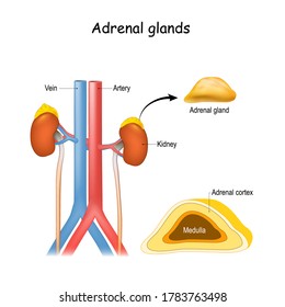 Adrenal glands anatomy. Kidney and ureter, aorta and Inferior vena cava. Structure and cross section of suprarenal glands. endocrine system.