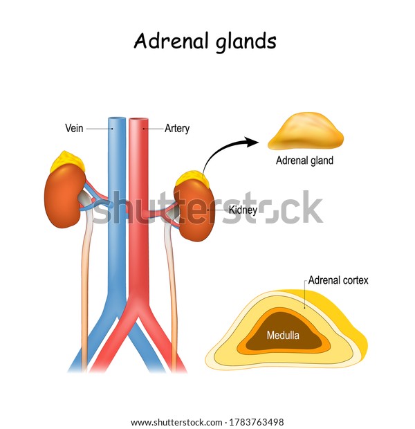 Adrenal glands anatomy. Kidney and ureter, aorta\
and Inferior vena cava. Structure and cross section of suprarenal\
glands. endocrine\
system.