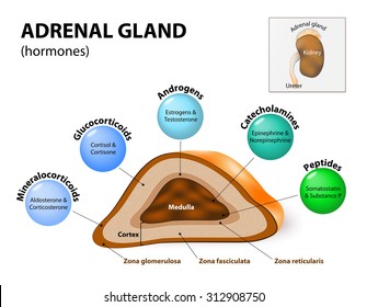 Adrenal glands sit atop the kidneys and are composed of an outer cortex and an inner medulla, which produce different types of hormones. Human endocrine system