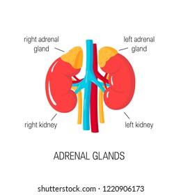 Adrenal glands. Vector diagram in flat style. Medical illustration of endocrine organs