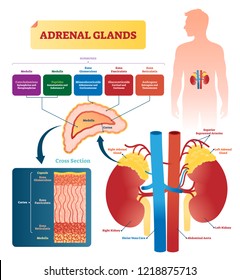 Adrenal glands vector illustration. Labeled scheme with all hormones types. Division in medulla, zona glomerulosa, fasciculata and reticulatis. Medical diagram with closeup right gland cross section.