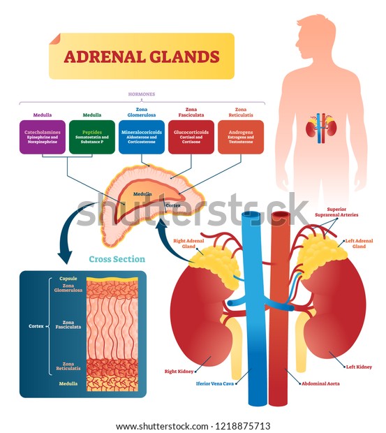 Adrenal glands vector illustration. Labeled\
scheme with all hormones types. Division in medulla, zona\
glomerulosa, fasciculata and reticulatis. Medical diagram with\
closeup right gland cross\
section.