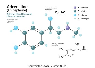 Adrenaline. Epinephrine. Structural Chemical Formula and 3d Model of Molecule. C9H13NO3. Atoms with Color Coding. Vector Illustration for educational materials, scientific articles, and presentations