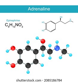 Adrenaline molecular chemical structural formula and model of an epinephrine hormone. Vector illustration
