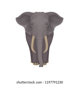 Adult African elephant. Wild mammal animal with gray skin, large ears, long trunk and tusks. Flat vector illustration