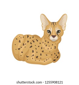 Adult African serval lying on floor. Wild cat with spotted body and large ears. Predatory animal. Flat vector icon