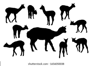 Adult alpaca with newborn alpaca. Family silhouettes set on white background