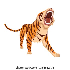 Adult big tiger. Angry animal from wildlife. Big cat. Predatory mammal. Painted cartoon animal design. Flat vector illustration isolated on white background