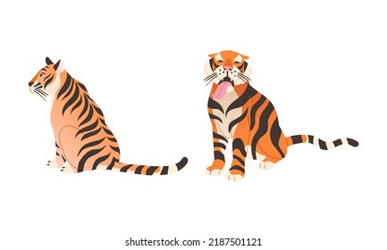 Adult Big Tiger with Striped Orange Fur as Largest Living Cat Species Vector Set