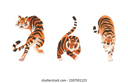 Adult Big Tiger with Striped Orange Fur as Largest Living Cat Species Vector Set