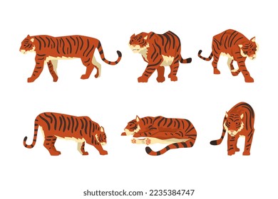 Adult Big Tiger with Striped Orange Fur as Largest Living Cat Species Vector Set