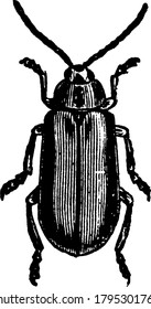 Adult body of Elm-leaf beetle having two hind legs and two forelegs, vintage line drawing or engraving illustration.