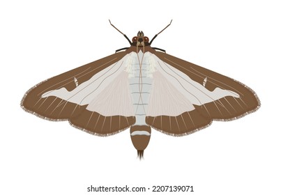 Patrón de mariposa en adultos de la polilla del árbol de caja (Cydalima perspectalis)