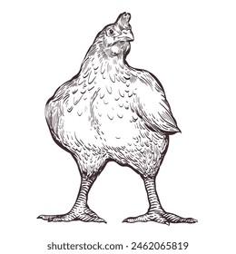 An adult broiler chicken stands on the ground, engraving illustration