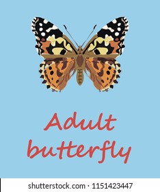 Adult butterfly isolated on blue background. Education vector illustration