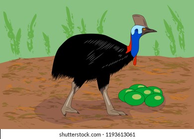 Adult cassowary with eggs, vector illustration