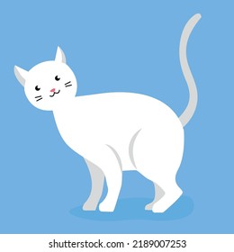 adult cat on a blue background
