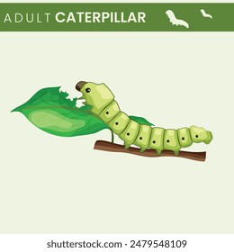 An adult caterpillar is the larval stage of butterflies and moths, known for its distinct segments and voracious appetite. It plays a vital role in growth before metamorphosis