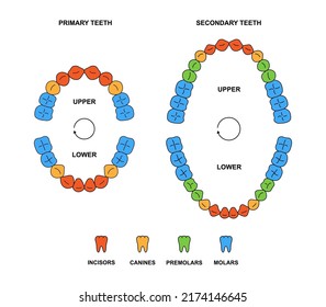 Adult and child jaws anatomy with descriptions. Incisor, canine, premolar and molar teeth colored illustration. Secondary and primary teeth silhouette