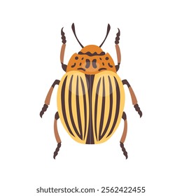 Adult Colorado potato beetle on white background. Zoological illustration in flat style