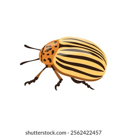 Adult Colorado potato beetle on white background. Zoological illustration in flat style