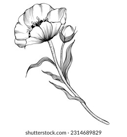 Adult Coloring Book Page with Flower. Black and White vector illustration. Doodle, hand-drawn, zentangle.