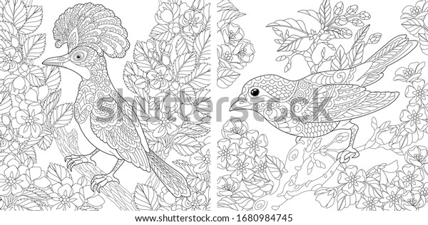 adult coloring pages beautiful birds spring stock vector