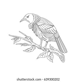 Adult Coloring Tui Bird