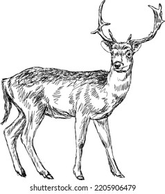 Adult deer with antler. Forest animal isolated line art vector drawing illustration.