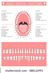 Adult dental chart. Diagram of human teeth numbering and names. Vector illustration for infographic dental health