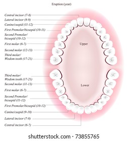 Adult Dental Chart. Eruption Time.