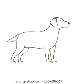 Adult Dog. Animal Pets. Labrador Retriever Grow Up Animation Progression. Pet Life Cycle. Outline Contour Line Vector Illustration.