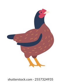 Adult domestic chicken vector illustration