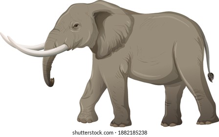 Adult elephant with ivory in cartoon style on white background illustration