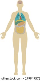 Adult female medical simple human body diagram illustration