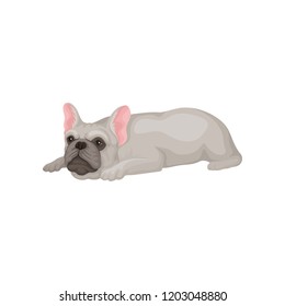 Adult french bulldog lying isolated on white background. Home pet. Dog with smooth coat, big ears and cute muzzle. Flat vector icon