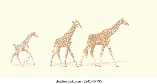 Adult giraffe and baby giraffe. Realistic drawing, animals. Vector illustration. Isolated on color background.