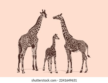 Adult giraffe and baby giraffe. Realistic drawing, animals. Vector illustration. Isolated on color background.