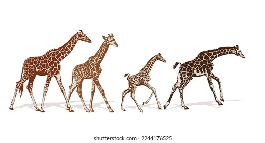 Adult giraffe and baby giraffe. Realistic drawing, animals. Vector illustration. Isolated on white background.