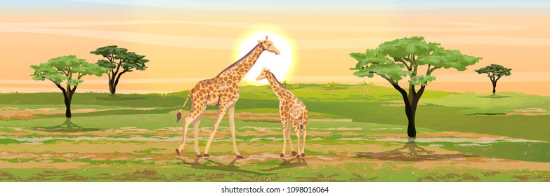 Adult giraffe mother and her little baby giraffe. African savannah. Realistic vector landscape. The nature of Africa. Reserves and national parks. 