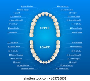 Adult Human Mouth With Tooth Numbering Chart On Blue Background