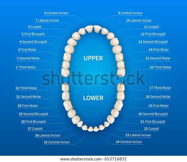 青の背景に成人の口と歯の番号付けチャート のベクター画像素材 ロイヤリティフリー