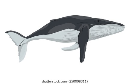 Adult humpback whale. Realistic secondary aquatic mammals Megaptera novaeangliae. Vector animals