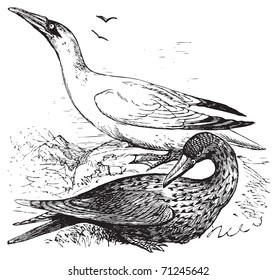 Adult and immature northern gannets or Morus Bassanus old engraving in black in white, converted to vector