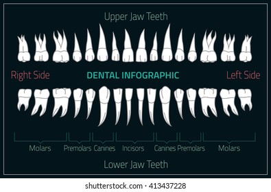 Adult international tooth chart. Vector illustration. Editable image in neon colors on a black background. Human teeth infographic. Health dental care design. Poster or leaflet template