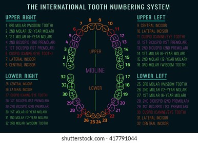 Human Teeth Number Chart