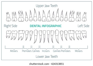 Tooth Chart With Numbers And Letters